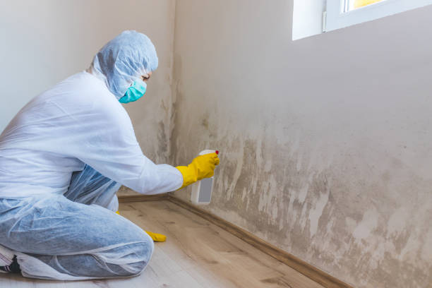 Licensed Mold Remediation service in Central Lake, MI - 24 Hour Mold Removal