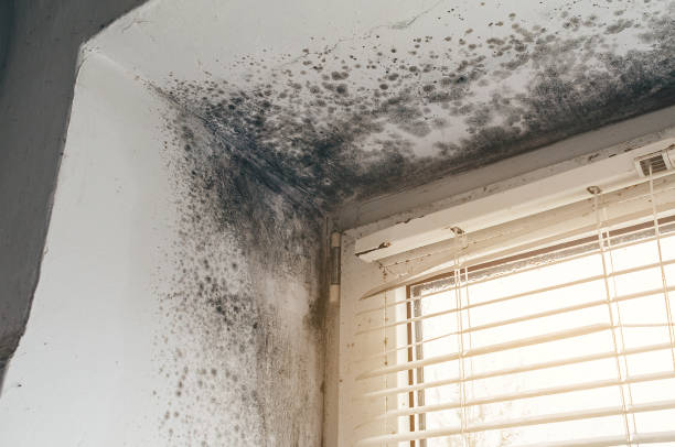 Affordable Mold Remediation solutions in Central Lake, MI