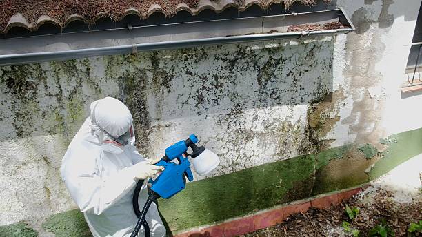 Top rated local Mold Remediation specialists in Central Lake, MI
